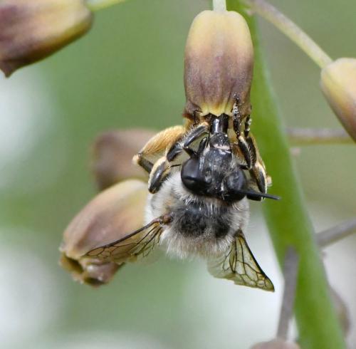 Anthophora sp.